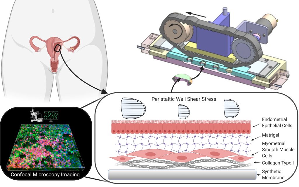 Scheme of the tissue engineered endometrial barrier model and experimental setup to induce peristaltic flow patterns on the biological model. CREDIT: David Elad 
