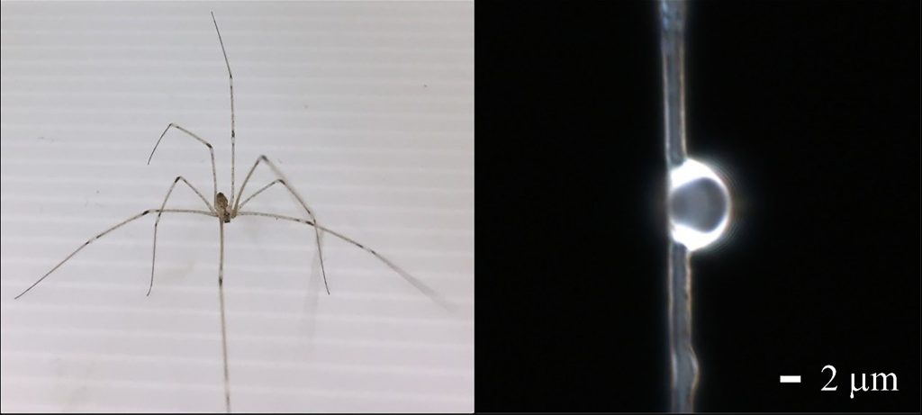 An image of the spider used in the study and the dome lens generated on its dragline silk. CREDIT: Cheng-Yang Liu