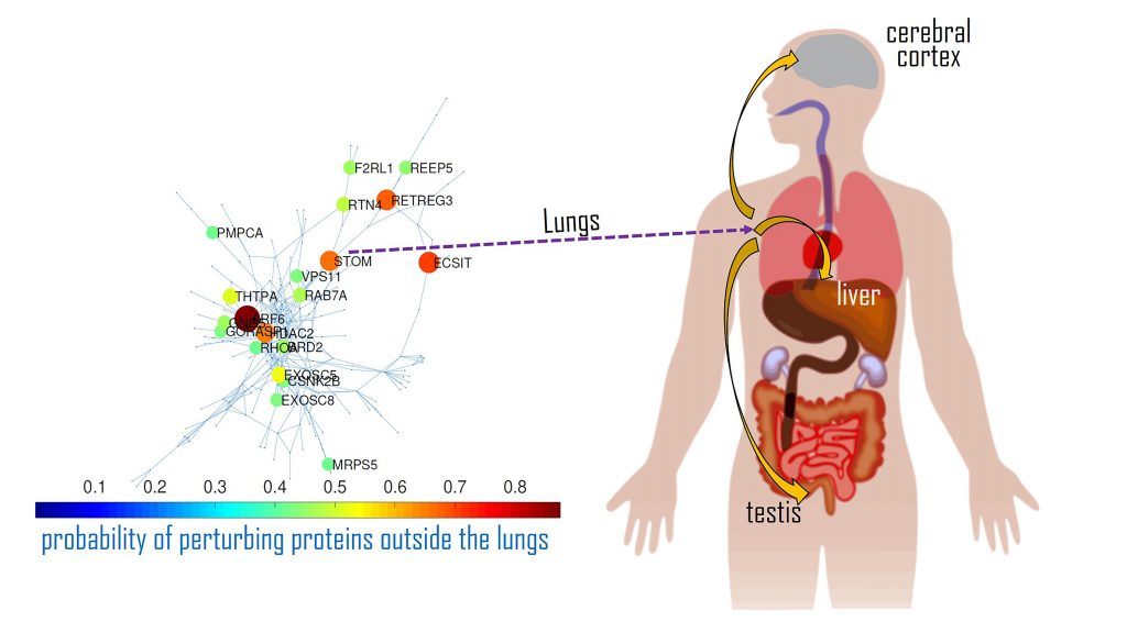 An interaction map of the main disease activators for SARS-CoV-2 in the lungs and how they impact proteins in other organs. CREDIT: Ernesto Estrada