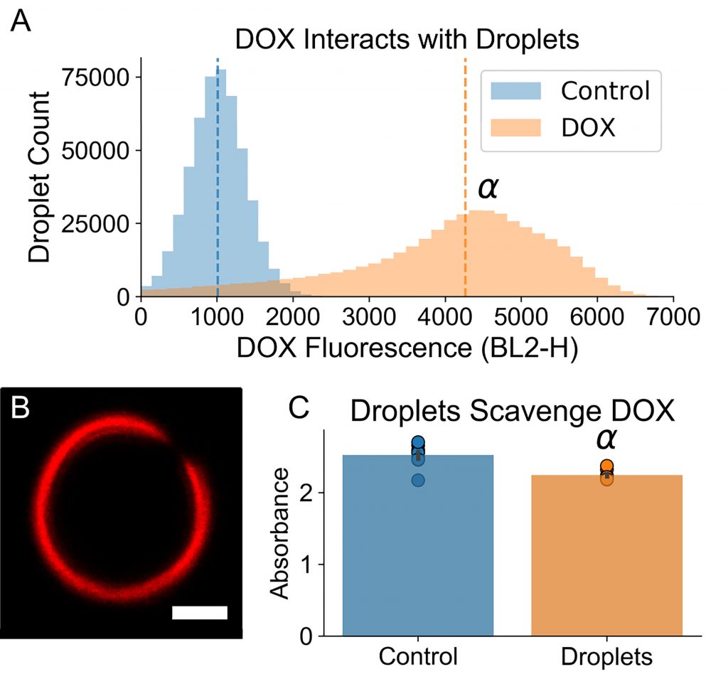 An increase in fluorescence of droplets incubated with DOX indicates the drug’s reaction with the droplet shell (top). The confocal microscopy image (bottom left) shows DOX localizing to the droplet shell. Quantifying absorbance of DOX by droplets showed the total systemic dose was reduced by 11.4% (bottom right). CREDIT: Jonah S. Harmon