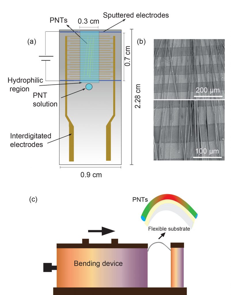 Optical (a-c) and lateral piezoresponse force microscopy (LPFM) phase images (d-f) of the peptide nanotubes on interlocking electrode substrates: (a, d) without alignment, (b, e) aligned using both electric field and UV/ozone, and (c, f) aligned PNTs with graphene oxide (GO) using both electric field and UV/ozone. CREDIT: Sawsan Almohammed