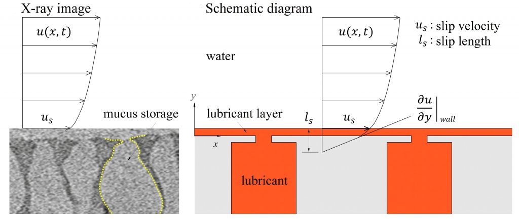 An X-ray image of a loach’s mucus storage system, and a schematic diagram demonstrating how lubricant is secreted in the authors’ setup. CREDIT: Hyung Jin Sung