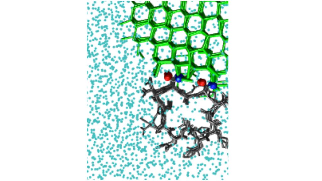 Ice-biasing simulations can detect the ice-binding site of the hyperactive antifreeze protein from the beetle Tenebrio molitor, TmAFP. CREDIT: Pavithra M. Naullage