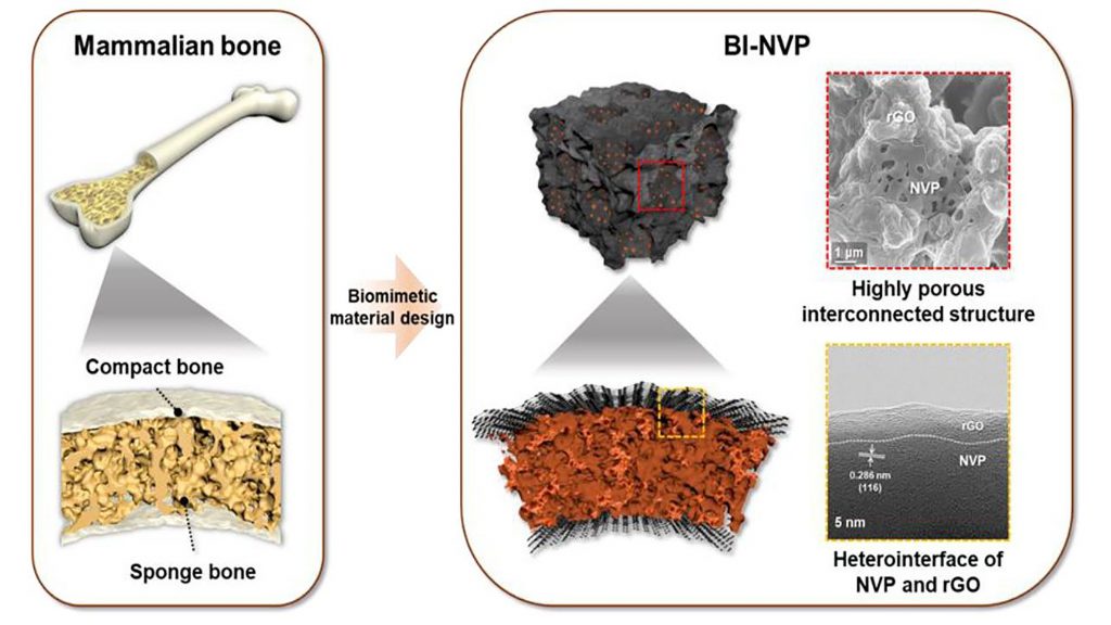 A schematic illustration demonstrating how the structure of a mammal bone is translated into the design of the bone-inspired NVP cathode. CREDIT: Kang Ho Shin, Sul Ki Park, Puritut Nakhanivej, Yixian Wang, Pengcheng Liu, Seong-Min Bak, Min Sung Choi, David Mitlin and Ho Seok Park