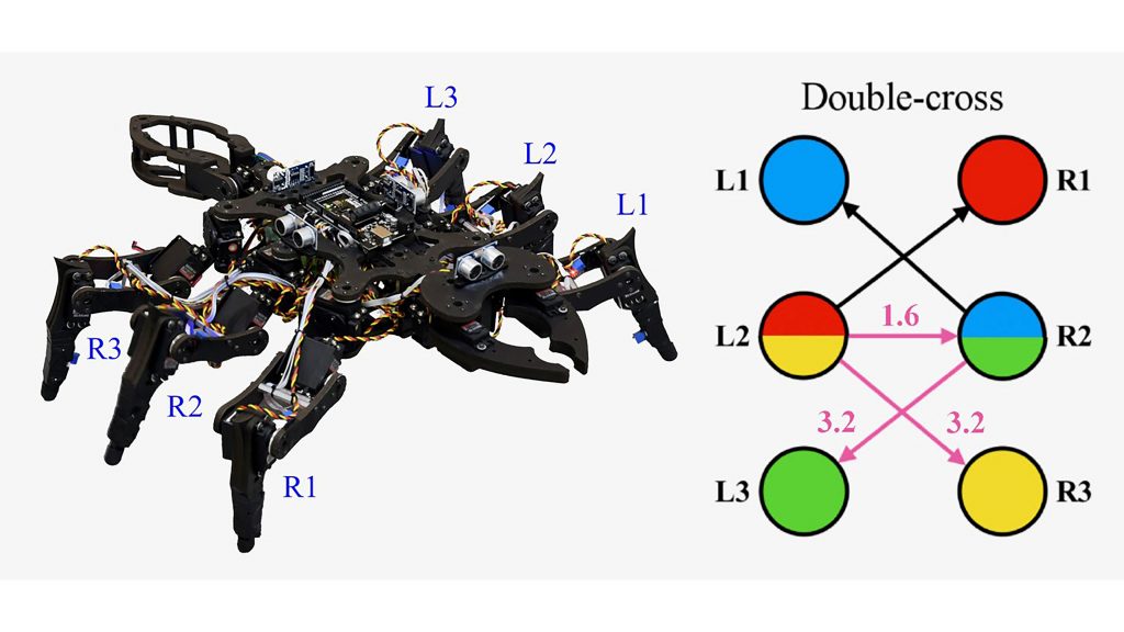 View of the experimental robot and coupling schemes for its gaits. CREDIT: Ludovico Minati