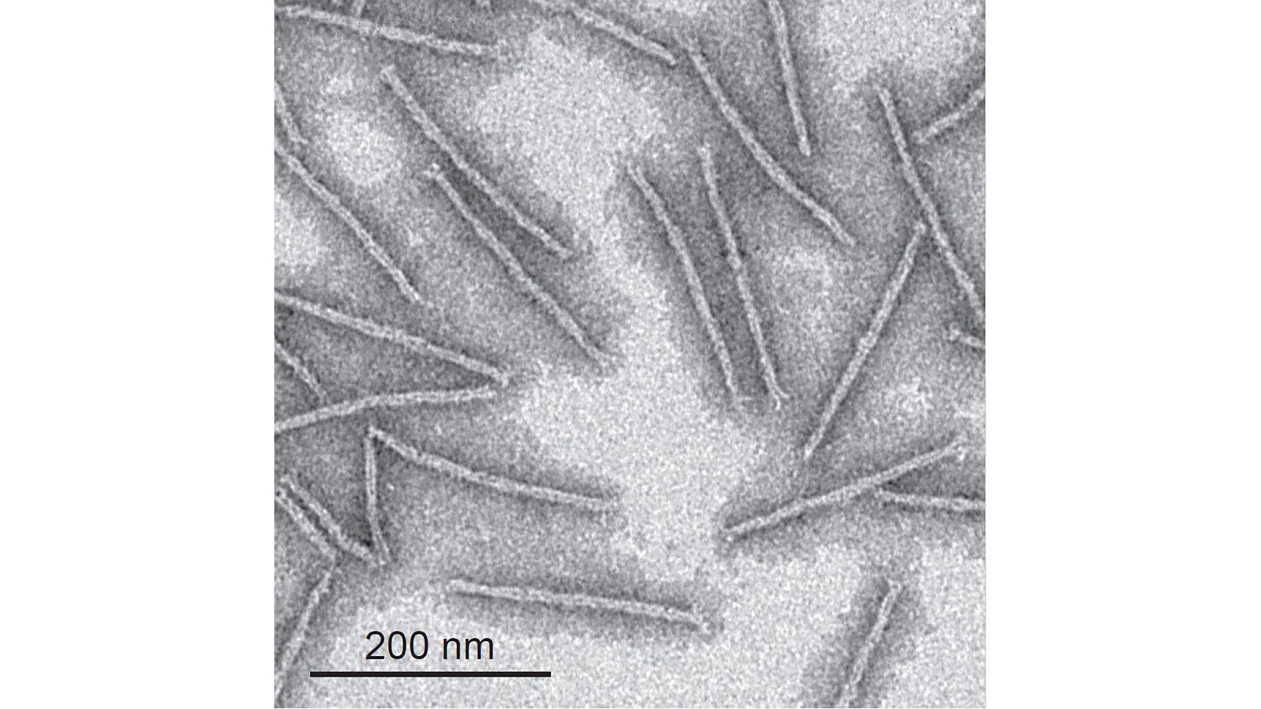 Transmission electron microscopy (TEM) image of DNA origami wires before the coating. CREDIT: Lior Shani, Philip Tinnefeld, Yafit Fleger, Amos Sharoni, Boris Shapiro, Avner Shaulov, Oleg Gang, and Yosef Yeshurun