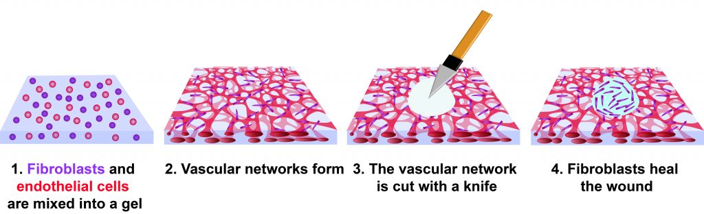 Steps in wound healing in model system. CREDIT: Jeroen Eyckmans, Juliann B. Tefft