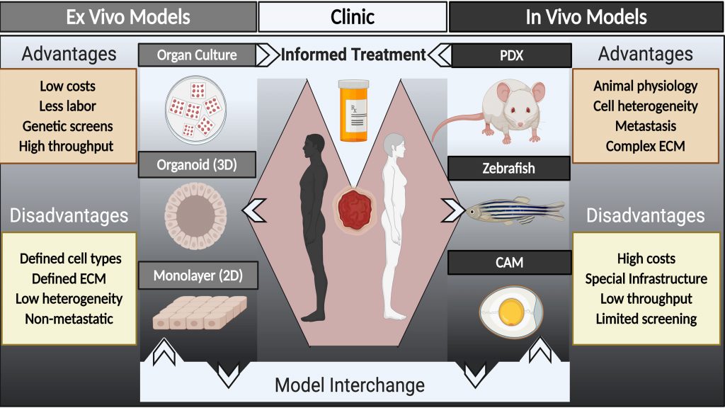 Schematic illustrating multiple platforms available for patient-derived models of cancer. CREDIT: Bryan Welm