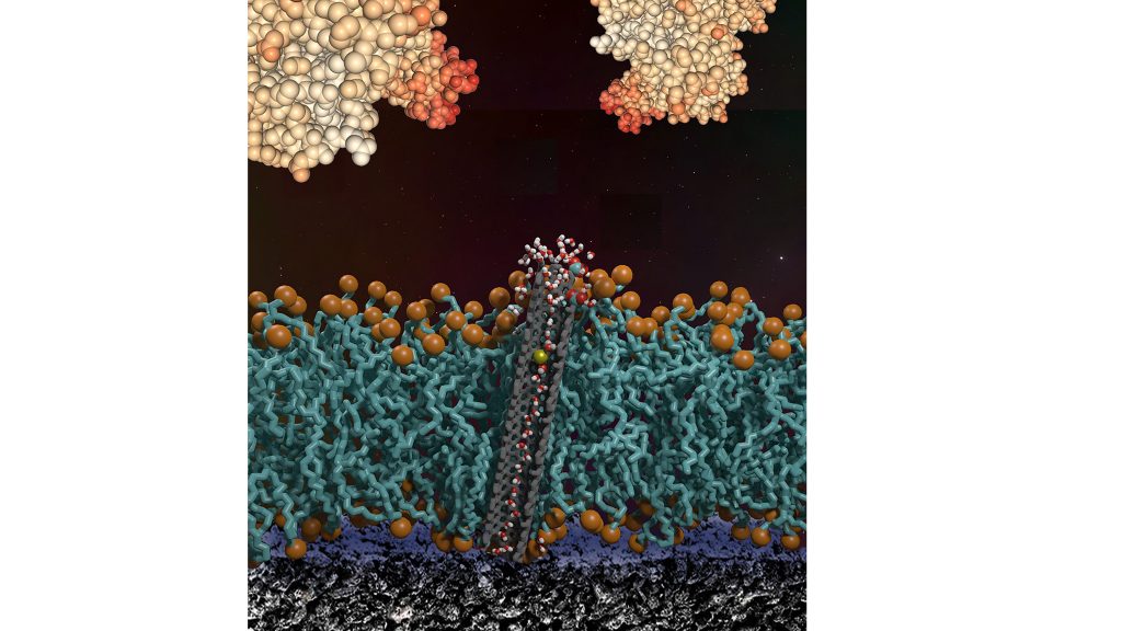 This image shows a cross section of a lipid bilayer with a carbon nanotube pore on a surface of a bioelectronic device. The bilayer protects the surface from large protein foulants in solution and lets water, ions, and small molecules through to the device surface. CREDIT: Yuliang Zhang and Aleksandr Noy (LLNL)