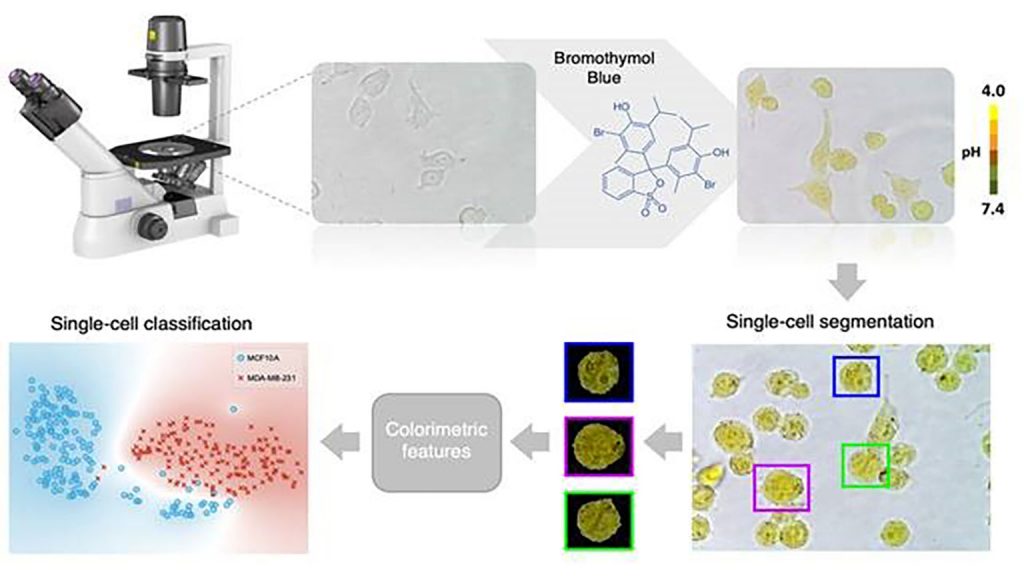 After being dyed with bromothymol blue, a single cell can be classified as either healthy or cancerous based on its color features. CREDIT: Yuri Belotti