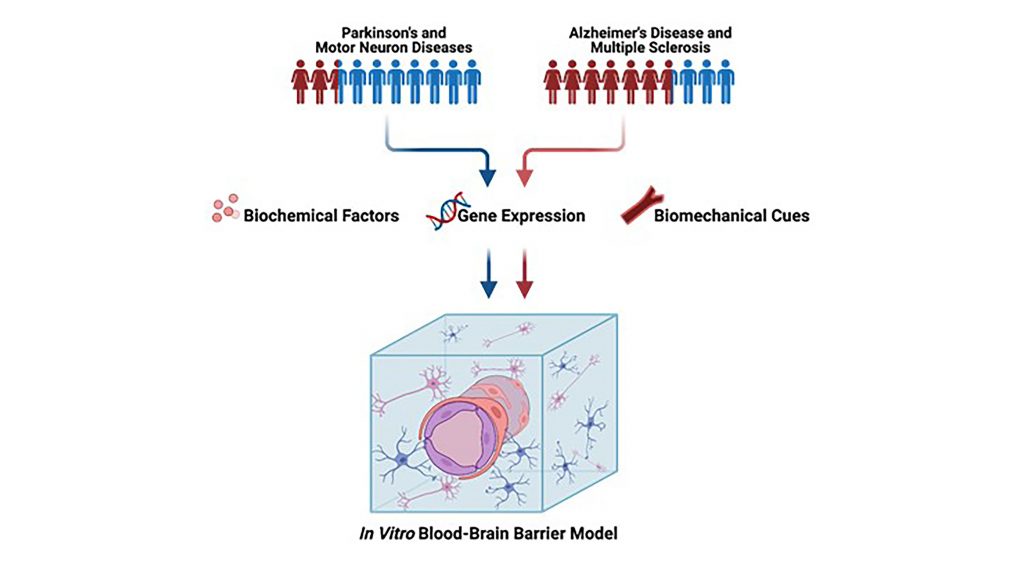 Human neurodegenerative diseases affect men and women differently, yet sex is rarely included in in vitro bioengineered models of neurodegenerative disease. Sex-related differences include a wide range of biochemical factors, gene expression, and biomechanical cues. These sex differences must be included in blood-brain barrier models to improve the understanding of sex differences in neurodegenerative disease and eventually realize personalized medicine. CREDIT: Callie Weber