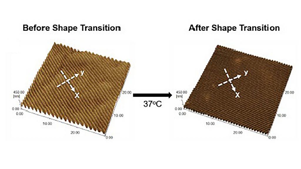 Shape memory polymer: from flat to nanowrinkles to promote cardiomyocyte alignment CREDIT: Zhen Ma