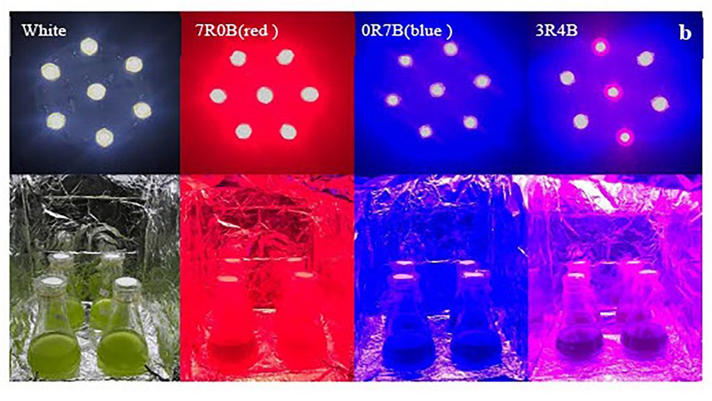 LED illuminators installed with different combinations of red and blue light, with white as the control light. CREDIT: Xiaojian Zhou/Yangzhou University