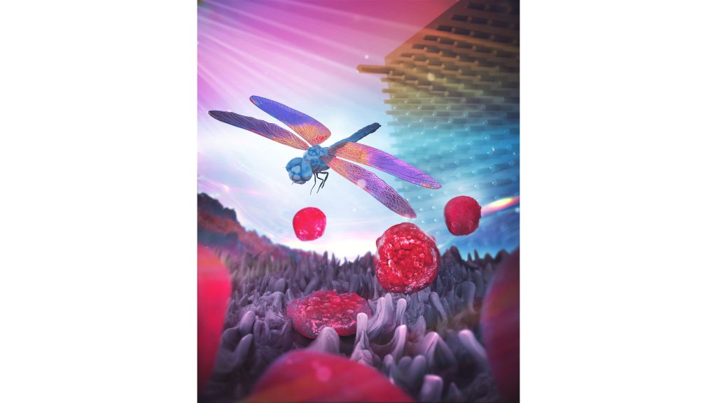 Nature-inspired antibacterial surface. CREDIT: Saurav Goel, Alaitz Zabala