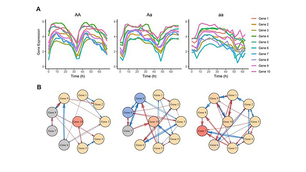 This figure illustrates a gene network that controls circadian rhythms. Instead of there simply being one clock gene, a more complex network is involved. CREDIT: Rongling Wu