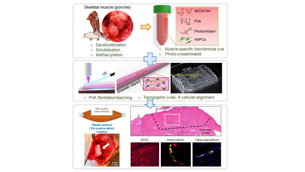 The dECM-MA derived from porcine skeletal muscles is combined with PVA fibrillation, which provides the topographical cues for proper cellular alignment when bioengineering rat muscles. CREDIT: Sang Jin Lee