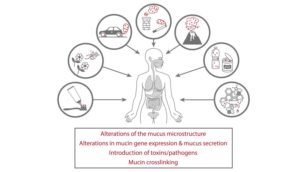 Sources of particulate matter and effects they can have on the human mucosal system CREDIT: Matthias Marczynski