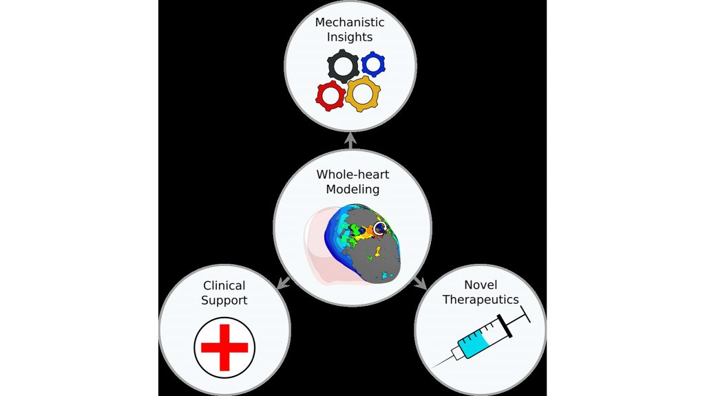 Whole-heart ventricular arrhythmia modeling can improve mechanistic insights and clinical support, as well as lead to novel therapeutics. CREDIT: Eric Sung, Sevde Etoz, Yingnan Zhang, and Natalia A. Trayanova