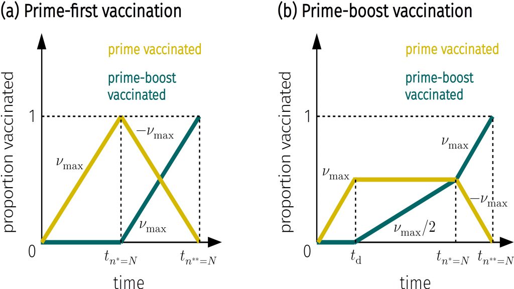The number of people vaccinated once (yellow) and twice (green) under the prime first and prime boost scenarios. Prime first vaccinates double the number of people initially, while prime boost focuses on full vaccinations. CREDIT: Lucas Böttcher and Jan Nagler