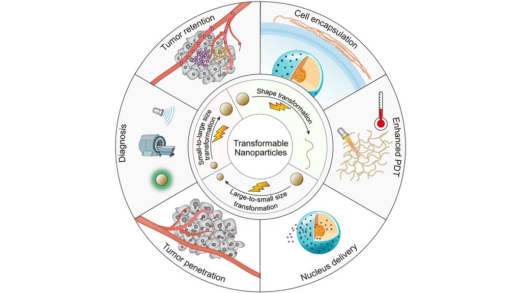 Smart transformable nanoparticles could undergo size or shape transition as the requirement of different conditions, showing great potential in future tumor theranostics. CREDIT: Jianxun Ding