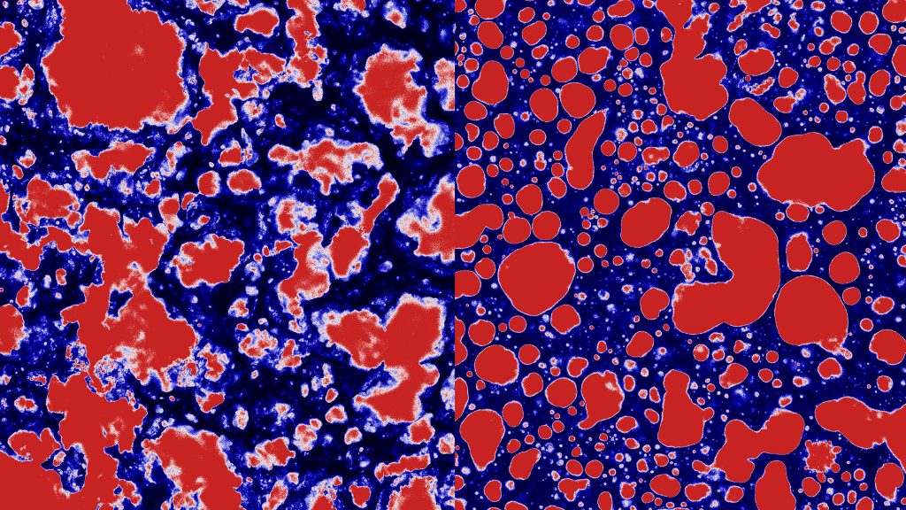 Microscopic structure of fat (red) explains texture differences between foie gras (left) and pâté (right). CREDIT: Matias A. Via and Mathias P. Clausen