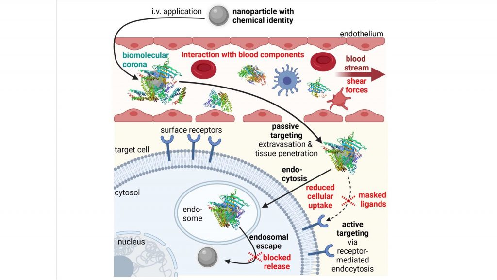 Obstacles (in red) in the in vivo delivery process of intravenously (IV) applied nanoparticles. CREDIT: Simone Berger, Martin Berger, Christoph Bantz, Michael Maskos, and Ernst Wagner
