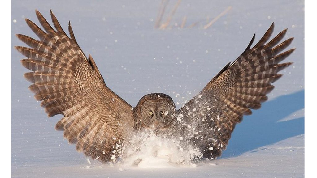 The shape of owl wings, which help the animals fly quietly, can inform airfoil designs. CREDIT: Wang and Liu