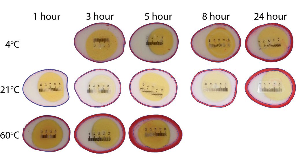 Comparison of dye penetration into the egg whites at different temperatures. CREDIT: Carson Emeigh, Hyeonggeun Luke Bak, Dilziba Kizghin, and Haipeng Zhang