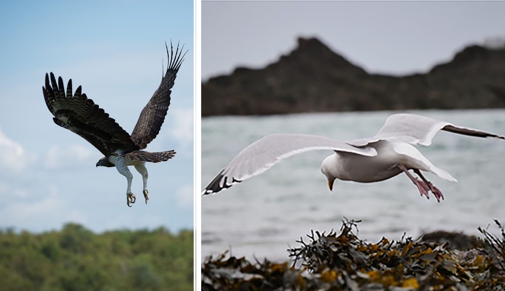 Hawk (left) and seagull (right); feathers lift up as the bird descends, creating a bionic flap in their wings. CREDIT: Liming Wu, Xiaomin Liu, Yang Liu, and Guang Xi