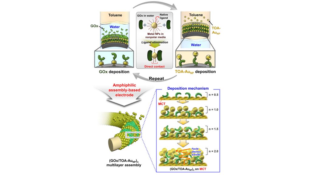 Amphiphilic assembly-based electrode for high-performance hybrid biofuel cells. CREDIT: Jinhan Cho