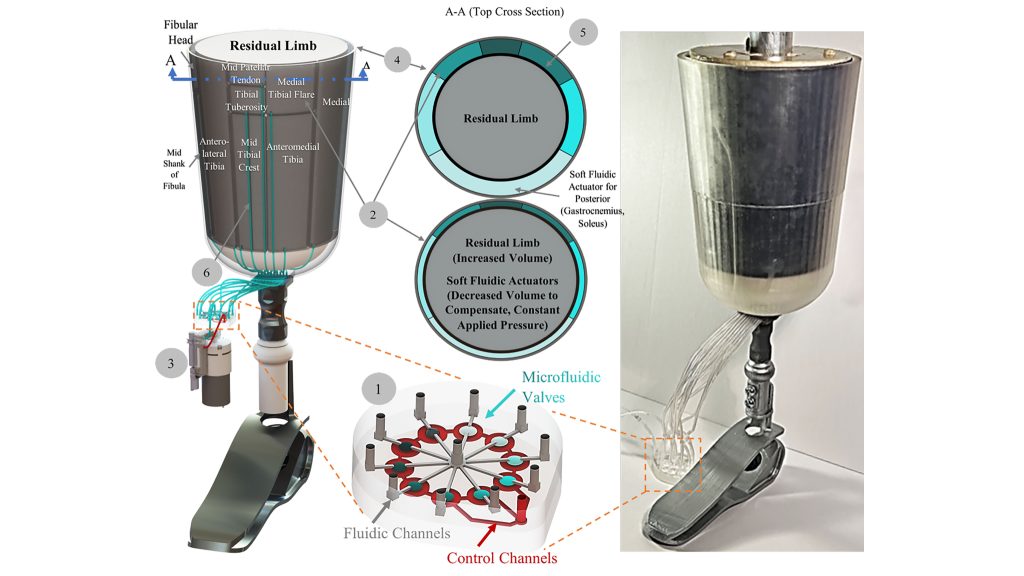 Proof-of-concept rendering (left) and photo (right) of the prototype of the new microfluidics-enabled soft robotic prosthesis for lower limb amputees. CREDIT: Waterloo Microfluidics Laboratory at University of Waterloo