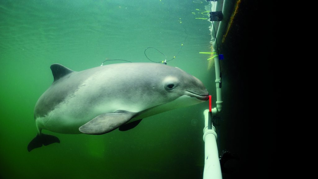 Harbor porpoise engaged in experiment where its hearing sensitivity is measured by means of electrodes attached with suction cups to the skin. CREDIT: Solvin Zankel, Fjord&Belt, Kerteminde, Denmark