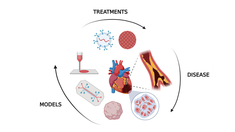 In vitro human models allow researchers to examine the impact of heart attacks and treatment of the fibrotic tissue. CREDIT: Gozde Basara (created with BioRender.com)