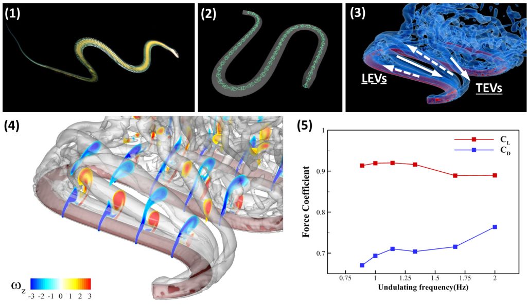 (1) A paradise tree snake, Chrysopelea paradise, gliding in air. (2) 3D snake body model with skeletal joints for horizontal undulation. (3) Vortex structures of the undulating snake. (4) Spanwise vorticity contours at different slice-cuts along the body. (5) Effects of the undulating frequency on the aerodynamic performance of the gliding snake. Credit: Jack Socha (1) and Yuchen Gong (2-5)