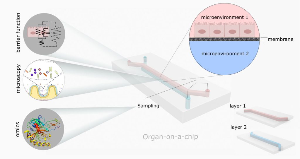 Schematic of a double layer organ-on-a-chip device. Each layer is built separately, simulating a cellular microenvironment. Credit: Valiei et al. 