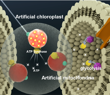 Concept of artificial chloroplasts and mitochondria within a liposome for self-sustaining energy generation through photosynthesis and cellular respiration. Credit: Biological Interface Group, Sogang University