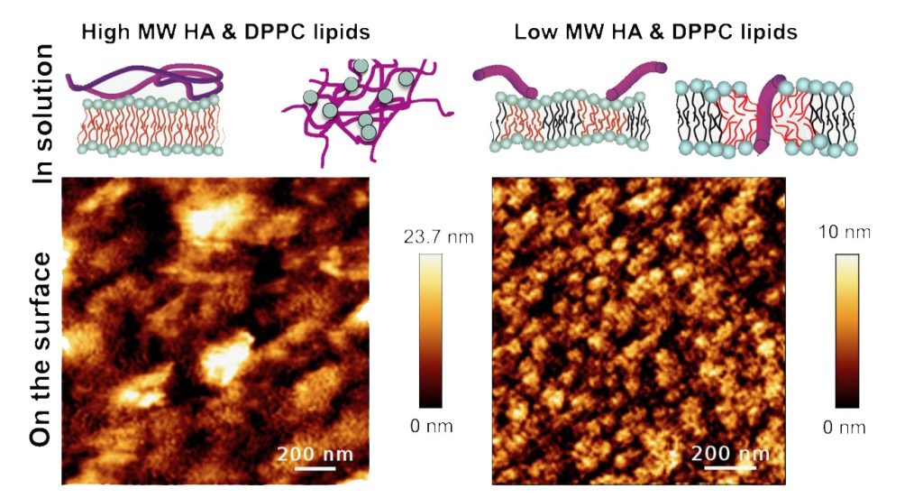 The complex interplay between phospholipid and hyaluronic acid self-assembly in solution, and the molecular weight of hyaluronic acid, determine surface affinity and the formation of a protective film on cartilage. Credit: Kangdi Sun, Tooba Shoaib, Mark W. Rutland, Changwoo Do, and Rosa M. Espinosa-Marzal 