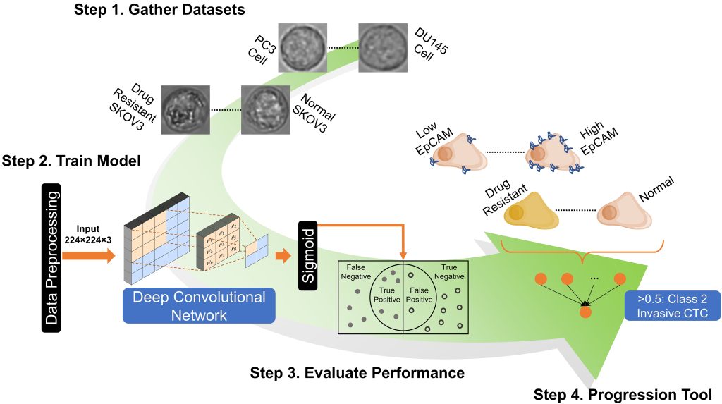 Workflow for cell classification project. The steps include gathering data sets, training the model, evaluating the performance, and implementing a final progression tool for the invasiveness of the cancer. Credit: Gardner et al.