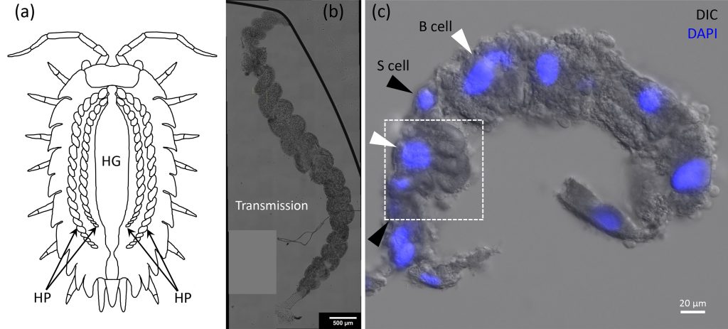 (a) Cartoon of a woodlouse depicting the hepatopancreas (HP) and the hind gut (HG). (b) Transmission overview of a single HP tubule, showing the helical structure. (c) Section from a HP tubule with the nuclei fluorescently labeled in blue. Credit: Iestyn Pope, Nuno G.C. Ferreira, Peter Kille, Wolfgang Langbein, and Paola Borri