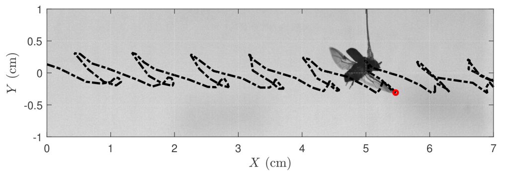 The path traced by the tip of the beetle’s wing is extracted from a high-speed video, shown here overlaid against a raw image of the beetle in flight. The frequency and amplitude of motion can be extracted by Fourier transform, while the forward velocity is estimated by the mean forward velocity of this wingtip. Credit: Jaime G. Wong