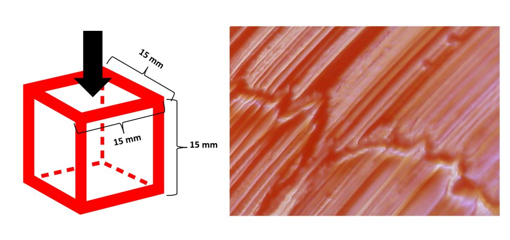 Gummy candy as a food model for texture. Credit: Suzan Tireki