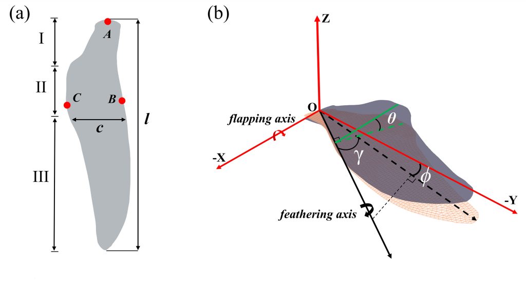 (a) The geometric model of a penguin wing and (b) the schematic of kinematics showing flapping, feathering and deviation axes and angles. Credit: Hao et al. 