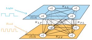 Schematic of the mathematical model. The model consists of two populations of coupled oscillators, where one population represents the central clock in the brain, entrained by light, and the other population represents the peripheral clocks, entrained by food. Credit: Huang et al.
