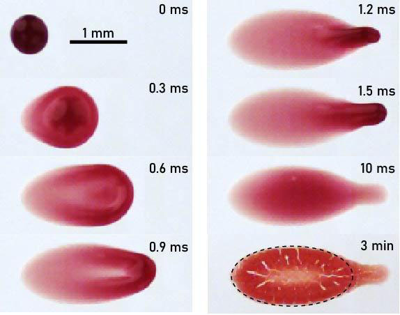 Diagram of a drop of blood during the millisecond it impacts a solid surface and develops the shape the stain, with three on the left and four on the right, each at a different time stamp. 