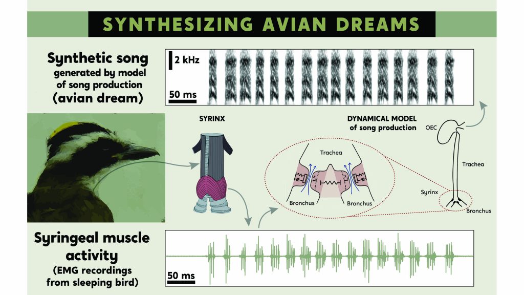 Vocal muscle activity of birds during sleep can be translated into synthetic songs. Credit: Romina Kuppe and Ana Amador