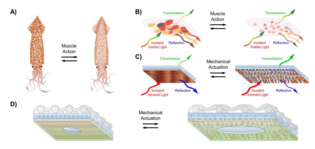 A) A schematic of a common squid that depicts the muscle-controlled color-changing skin. B) A schematic of a squid skin layer containing embedded chromatophore organs, which transition between expanded (left) and contracted (right) states as a result of muscle action. The layer adaptively modulates the transmission and reflection of visible light. C) A schematic of a standard thermoregulatory composite material consisting of polymer matrix containing embedded metal islands, which transition between abutted (left) and separated (right) states upon the application of strain. D) A schematic of a breathable perforated, washable encapsulated, and wearable fabric-integrated composite material before (left) and after (right) the application of strain. Credit: Lee et al.