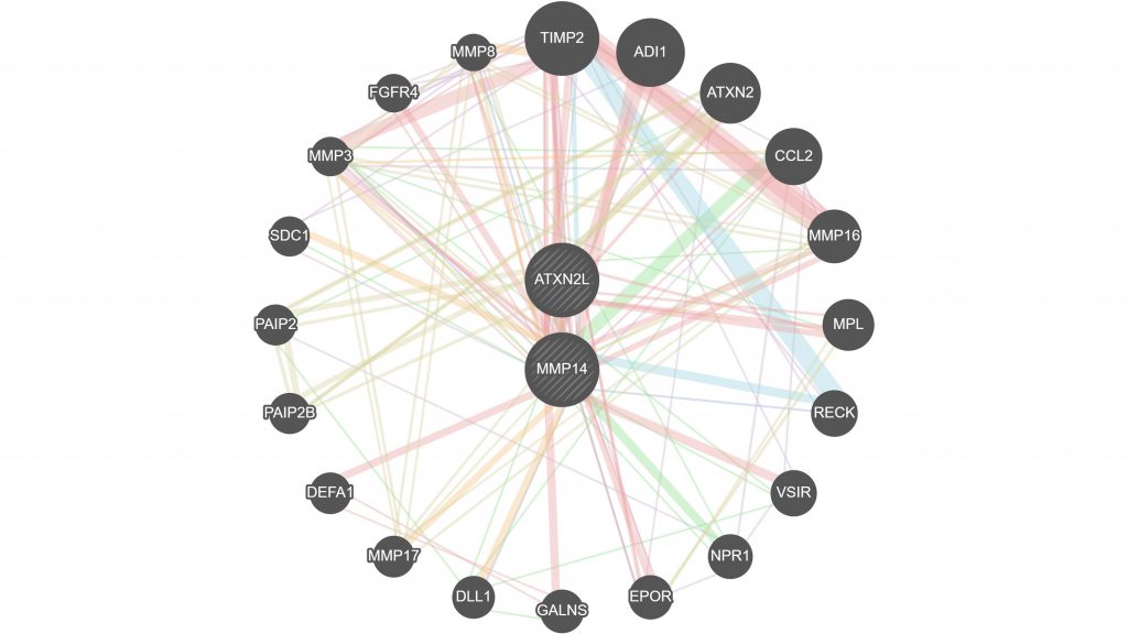 Of the many genes involved in rheumatoid arthritis and osteoporosis, the researchers identified two key genes, ATXN2L and MMP14, that are most strongly linked to both diseases. Credit: Lo et al.