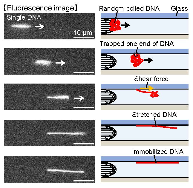 The authors used a combination of super-resolution imaging techniques and liquid pressure flow to fine-tune the stretch ratio of a DNA molecule, improving the lateral resolution of side-by-side features in images of the DNA molecule. Credit: Naoki Azuma