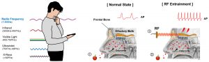 When we smell something, it’s because odor molecules generate nerve signals in the olfactory bulb of the brain. Radio waves can pass through the forehead and directly stimulate the same nerves, leading to improved sensitivity to smells. Credit: Bok et al.