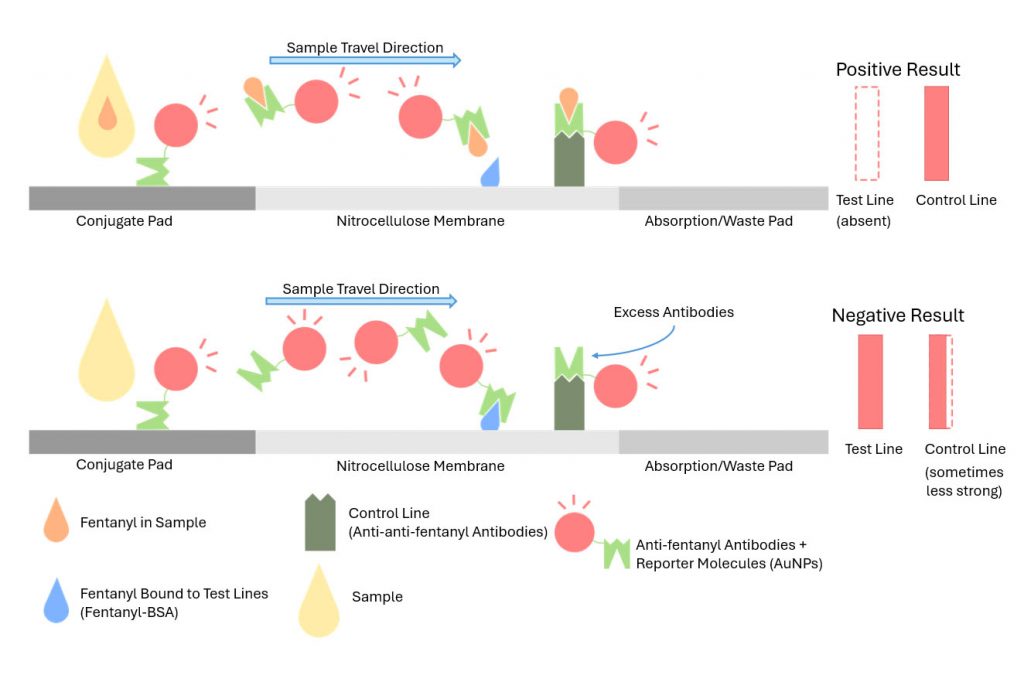 A schematic demonstrating positive and negative results using cLFA tests. Credit: Lin et al.